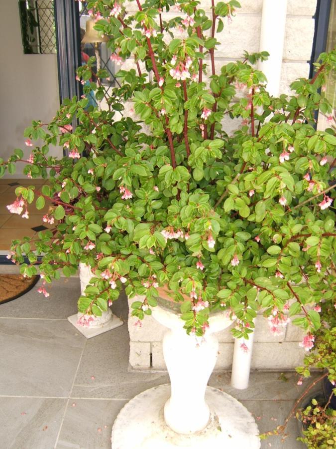 Memory Lane Country Cottage كامبريدج المظهر الخارجي الصورة